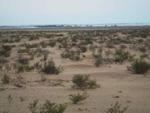 Environmental and Social Impact Assessment for a cultivated basin (constructed wetlands) wastewater treatment plant under WWTP Package