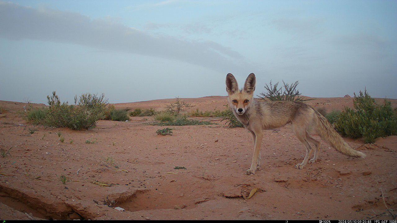 Terrestrial Environment
